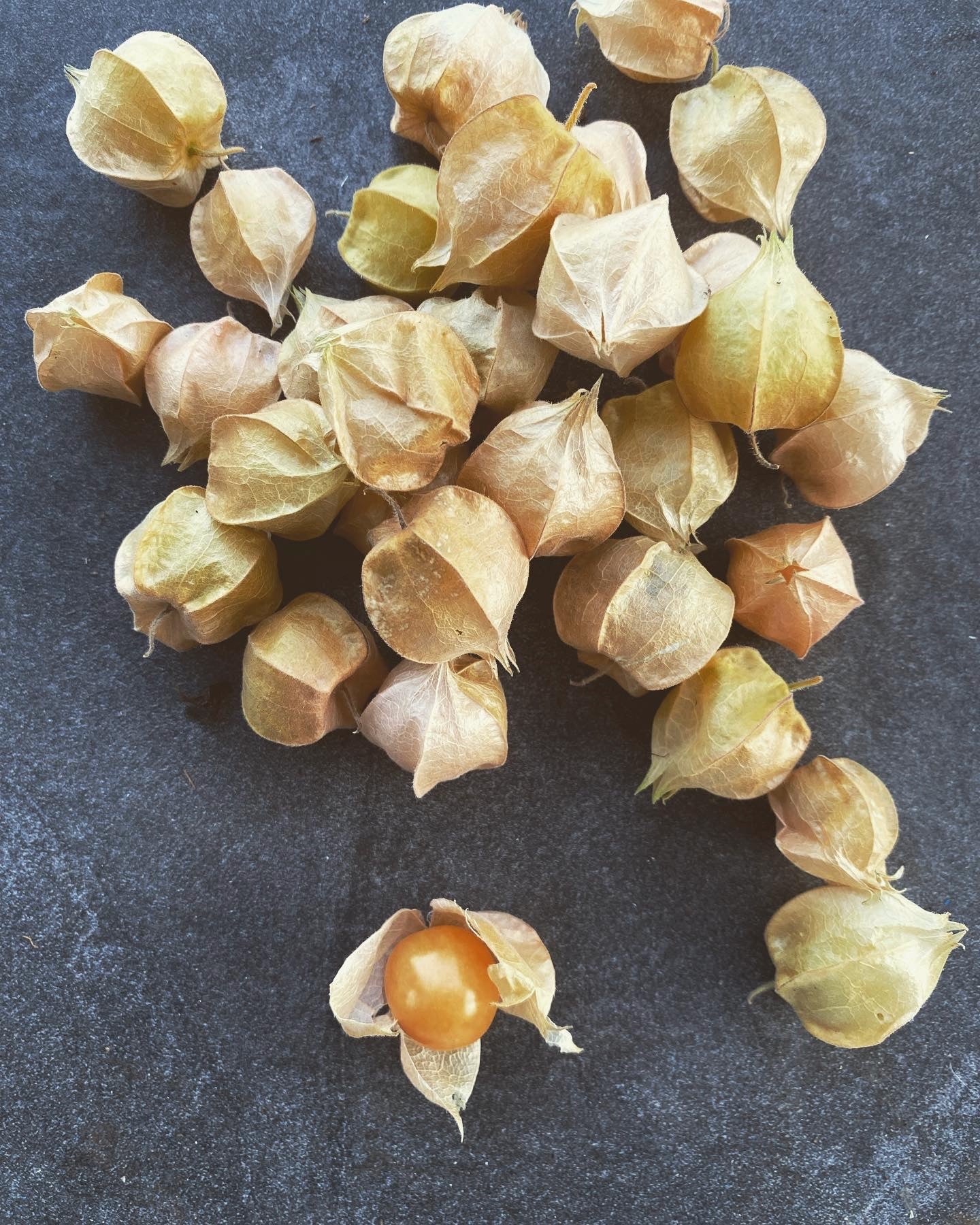 Ground Cherry - Peruvian, also known as a Cape Gooseberry or Uchuva (Pint)