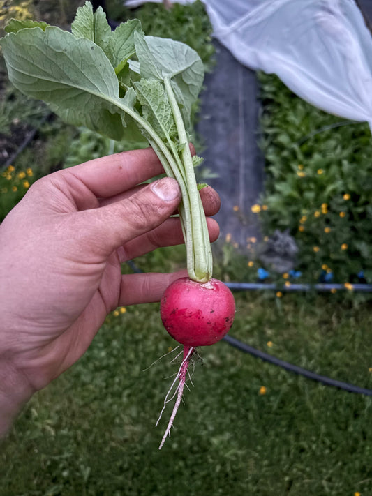 Radish - Red