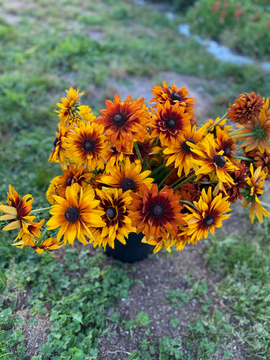 Rubeckia - Mixed (24 stems)