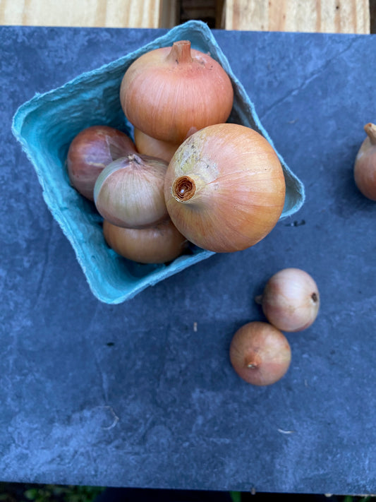 Onions- Baby storage onions