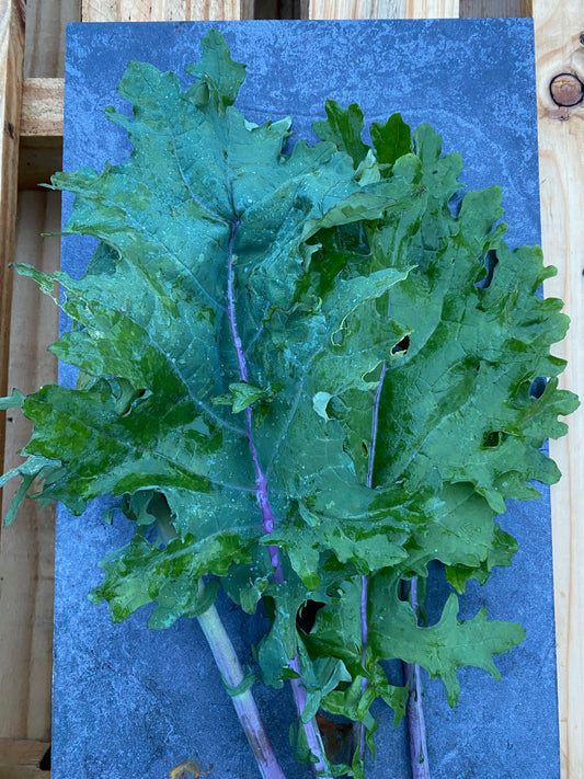 Kale- Mixed Bunch