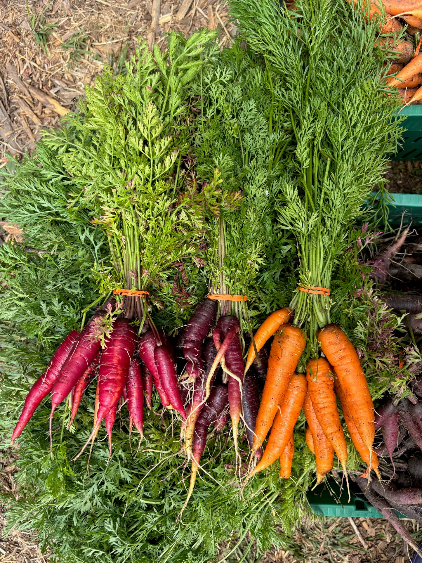 Carrots - Mixed