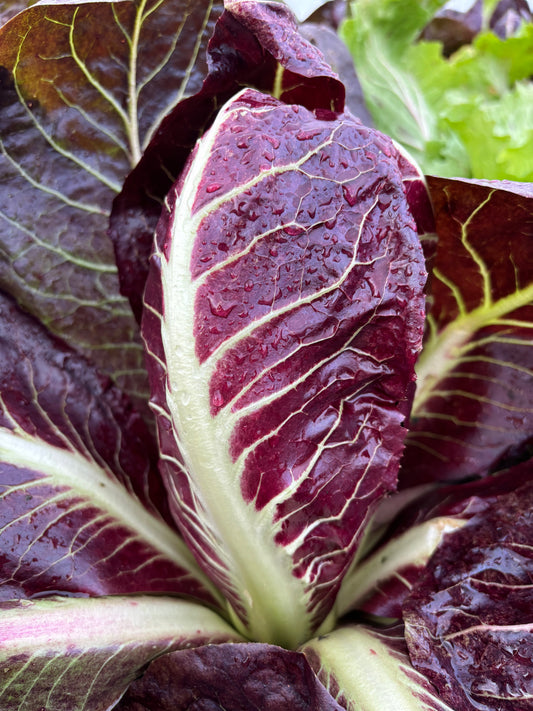 Radicchio - Red