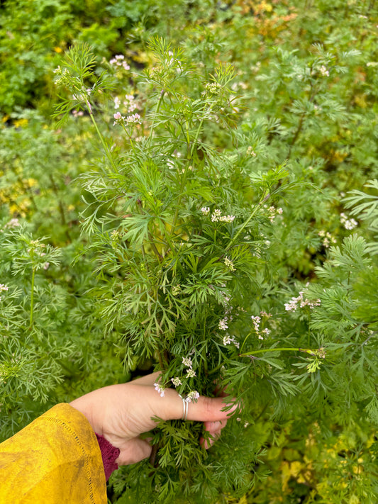 Cilantro