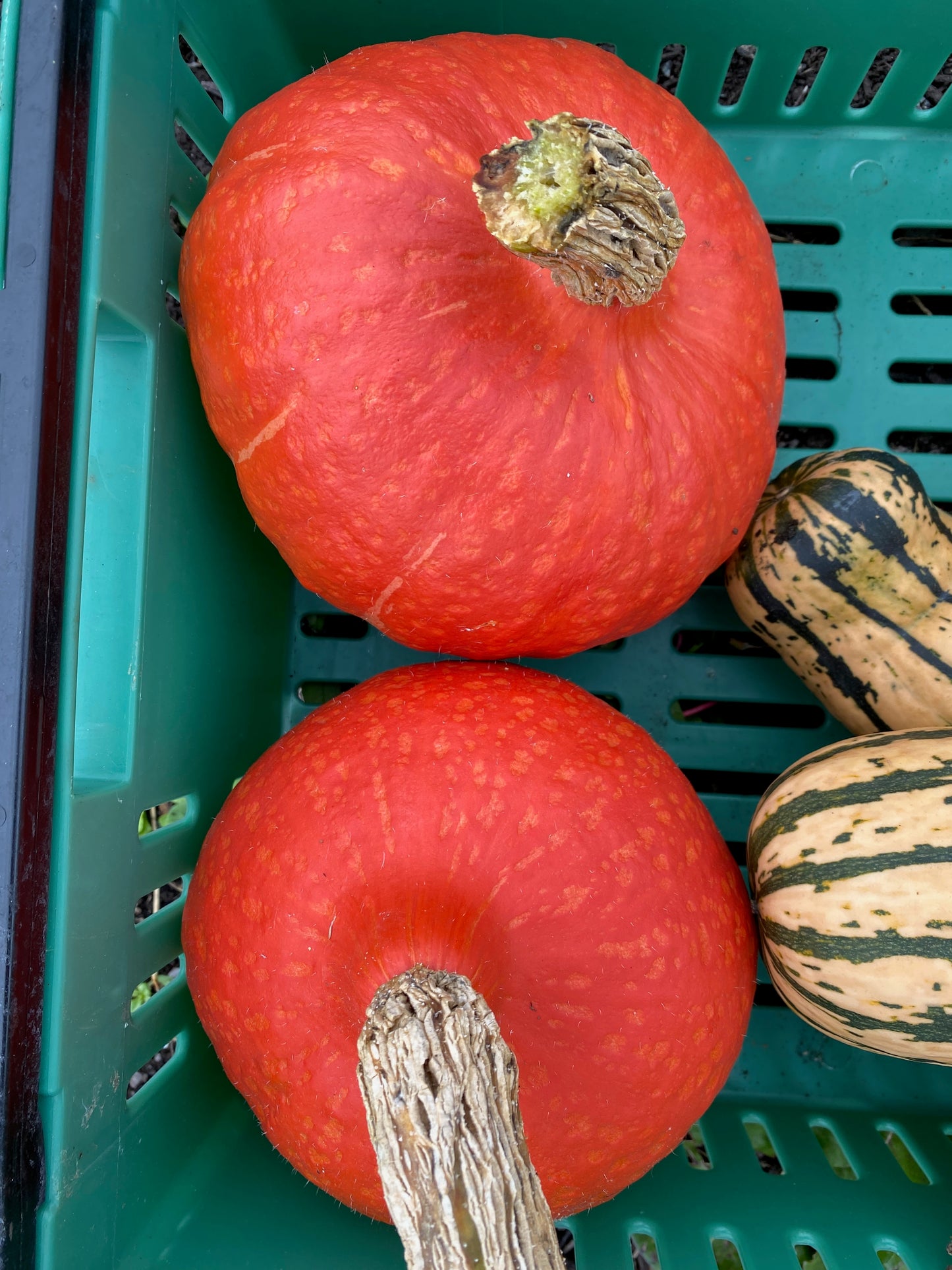 Squash - Red Kuri