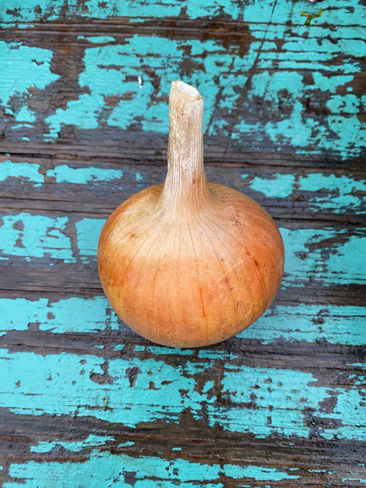 Onion - Medium Storage