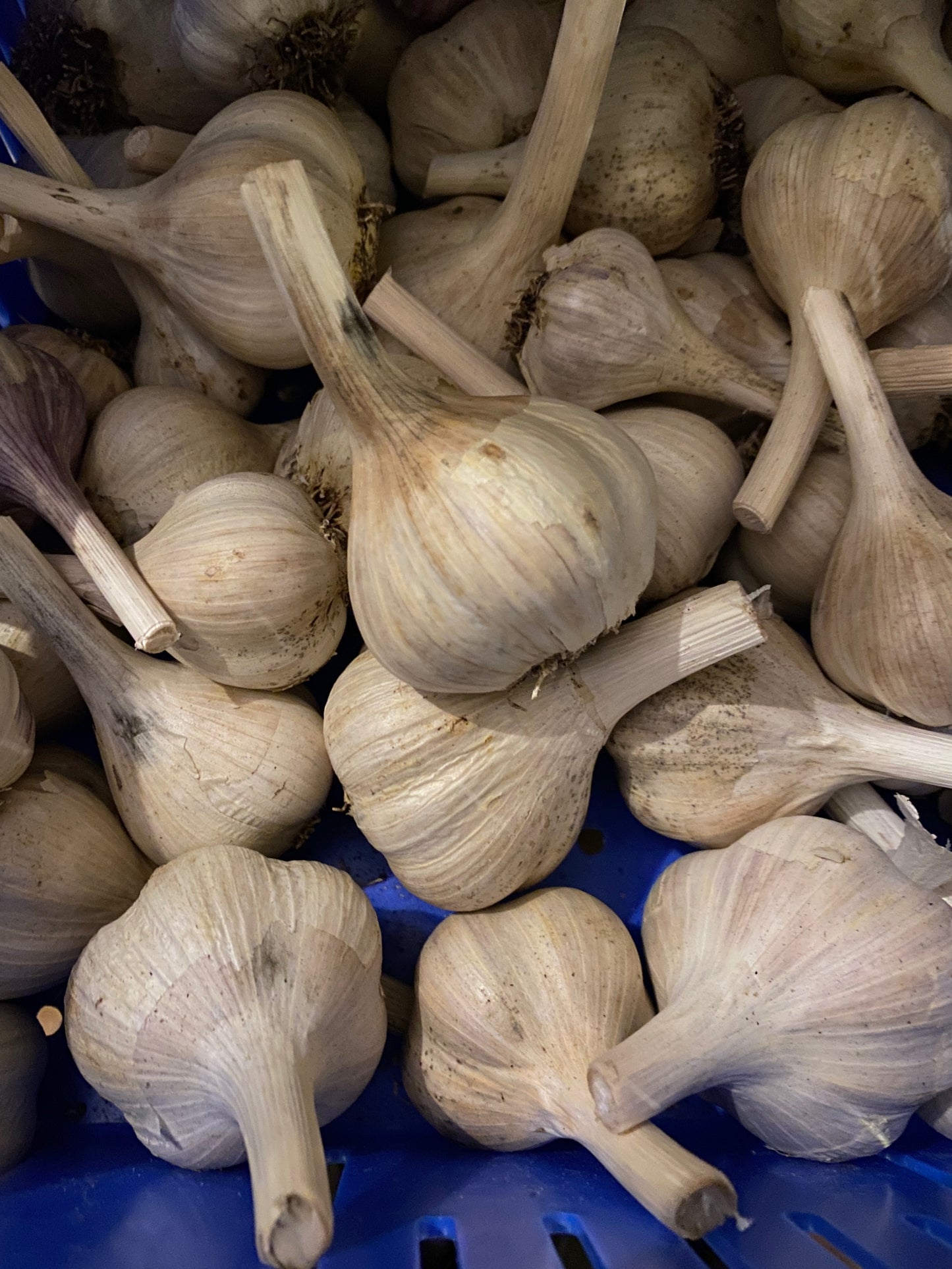 Garlic - Fresh - Hardneck - Bulb