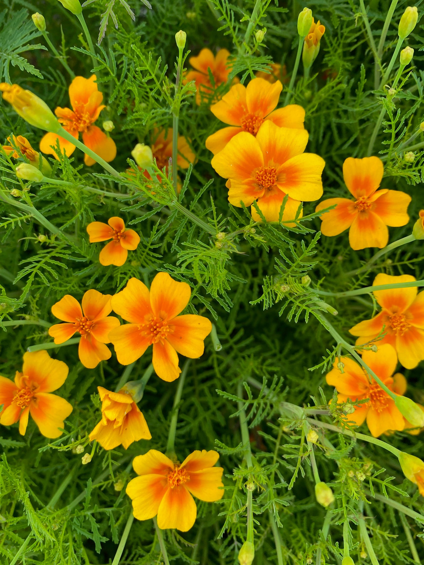 Marigold - Tangerine Gem - Bloom