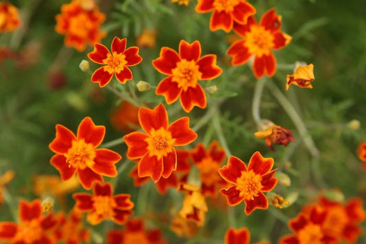 Marigold - Red Gem - Bloom