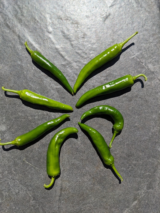 Pepper - Basque - Green