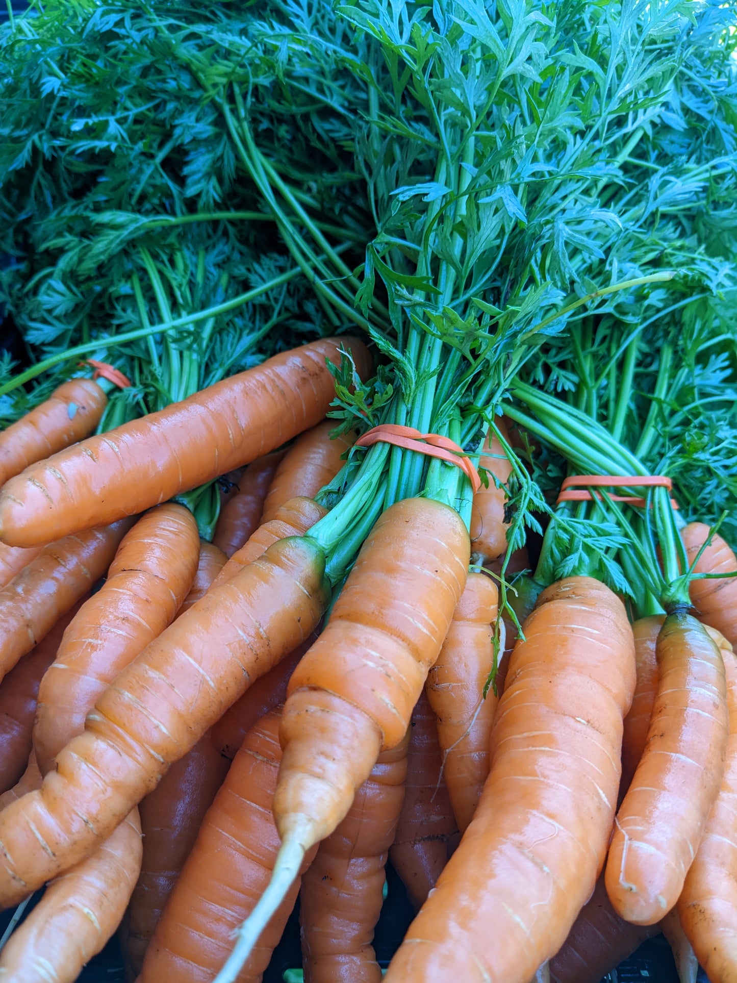 Carrot - Napoli