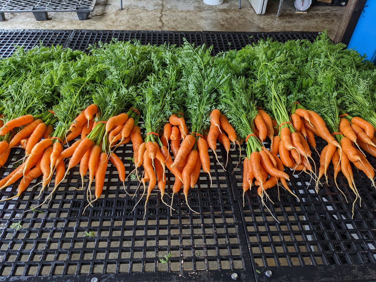 Carrot - Napoli