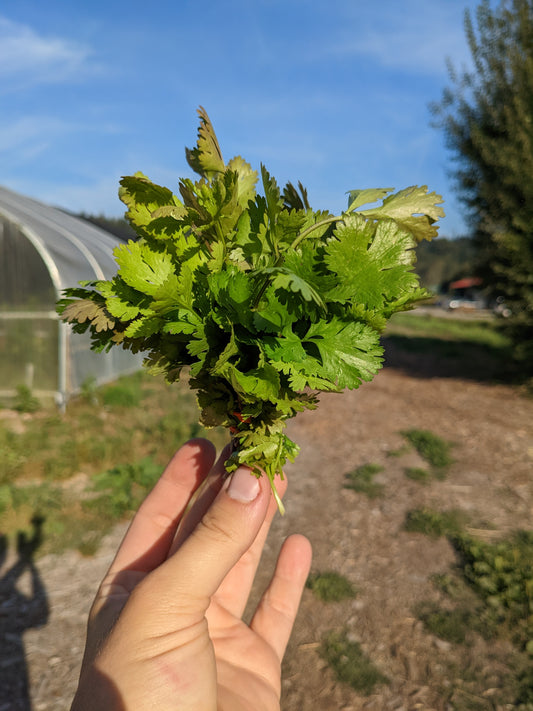 Cilantro